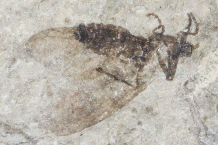 Fossil March Fly (Plecia) - Green River Formation #154524